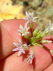 Allium bolanderi