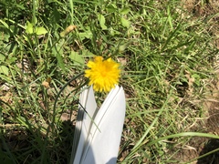 Taraxacum officinale