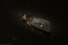 Proteuxoa testaceicollis