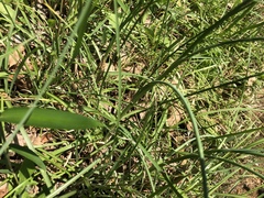 Taraxacum officinale