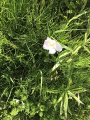 Oenothera speciosa