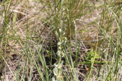 Penstemon grandiflorus