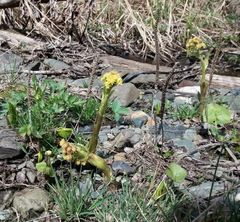 Petasites radiatus