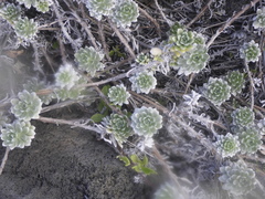 Heliotropium anomalum