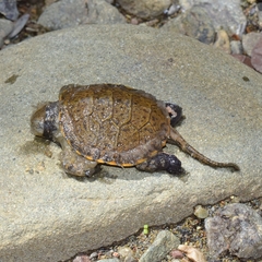 Actinemys marmorata marmorata