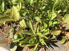Rumex japonicus