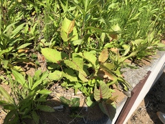 Rumex japonicus