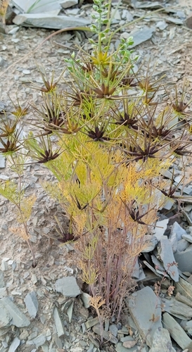 Scandix stellata (Scandix stellata)