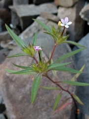 Collomia tinctoria