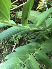 Polygonatum odoratum