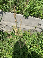 Rumex