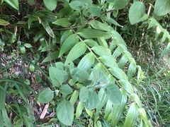 Polygonatum odoratum