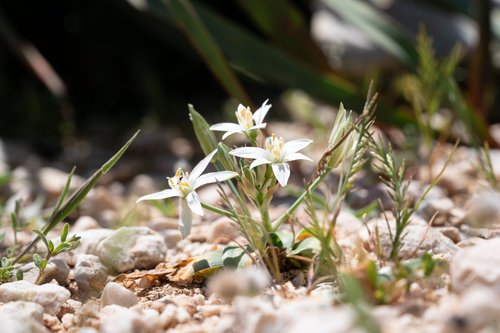 Ornithogalum montanum, photograph 4