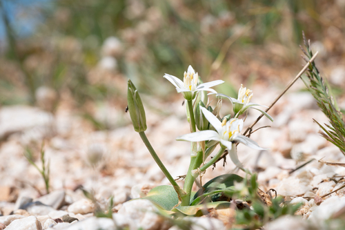 Mountain Star-of-Bethlehem (Ornithogalum montanum)
