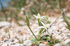 (c) Eleftherios Katsillis, some rights reserved (CC BY) Ornithogalum montanum, photograph (c) Eleftherios Katsillis, some rights reserved (CC BY)
