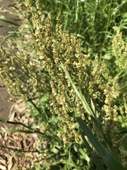 Rumex japonicus