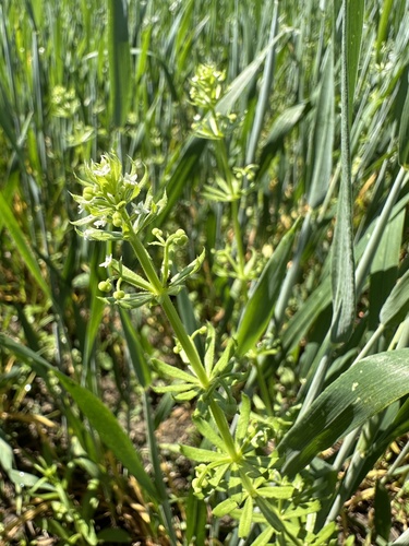 Galium tricornutum iNat (1)