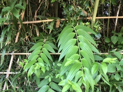 Polygonatum odoratum