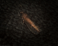 Cryptaspasma sordida