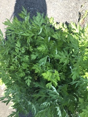 Artemisia princeps