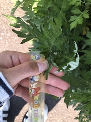 Artemisia princeps
