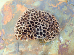 Holopsamma laminaefavosa