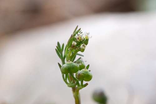 Bifora testiculata, photograph 5