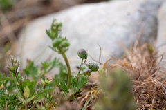 Bifora testiculata, photograph (c) Eleftherios Katsillis, some rights reserved (CC BY)