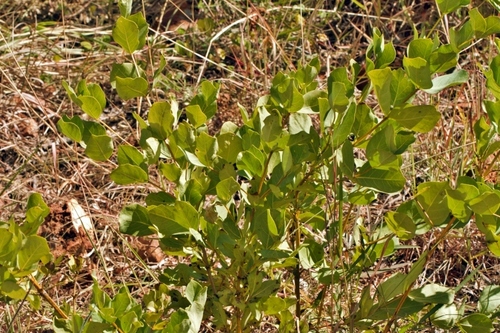 Makoni tea bush (Fadogia ancylantha)