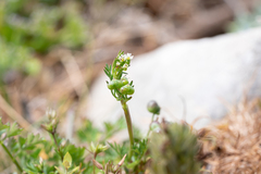 (c) Eleftherios Katsillis, some rights reserved (CC BY) Bifora testiculata, photograph (c) Eleftherios Katsillis, some rights reserved (CC BY)