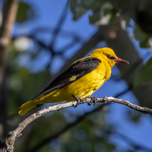 Eurasian Golden Oriole