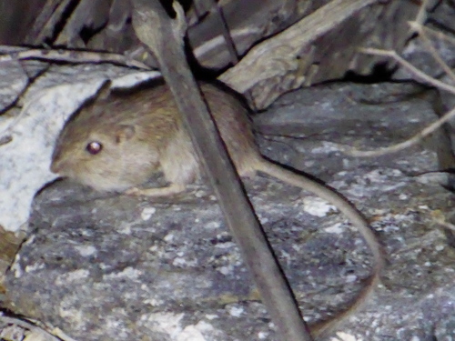 iNaturalist observation photo of Long-tailed Pocket Mouse