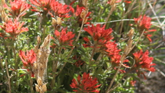 Castilleja applegatei