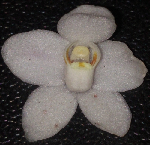 Chiloschista usneoides