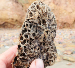 Holopsamma laminaefavosa