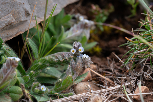 Thick-leaved Forget-me-not (Myosotis incrassata)