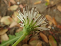 Taraxacum albidum