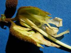 Helicteres laciniosa