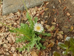 Taraxacum albidum