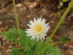 Taraxacum albidum