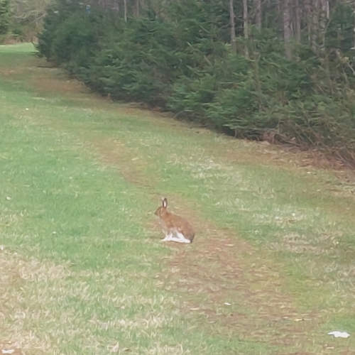 Snowshoe Hare photographed in New Hampshire