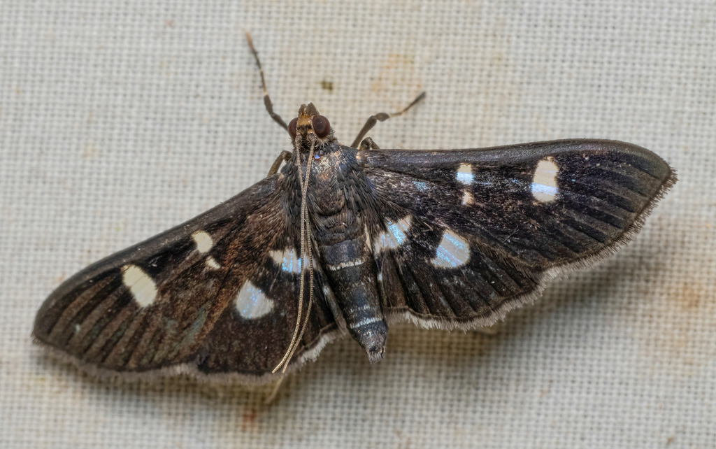 Desmia geminipuncta