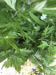 Artemisia princeps