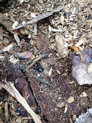Platyninae