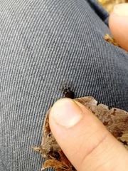 Platyninae