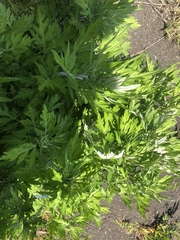 Artemisia princeps