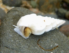 Opalia montereyensis