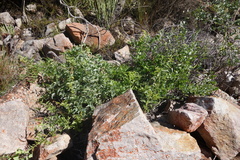 Dioscorea hemicrypta