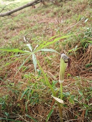 Arisaema consanguineum