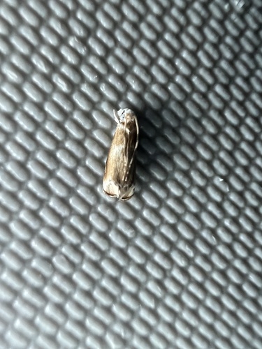 Hawaiian Dancing Moth photo 4